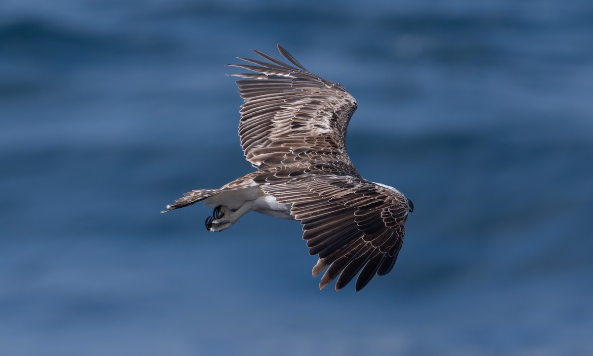 Osprey (Australasian) - ML624613533