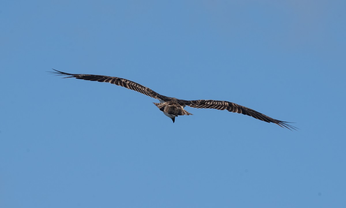 Osprey (Australasian) - ML624613534