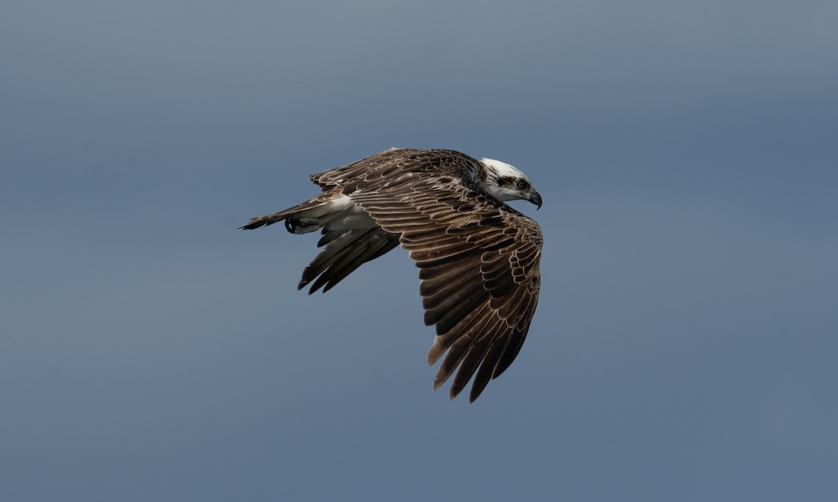 Osprey (Australasian) - ML624613535