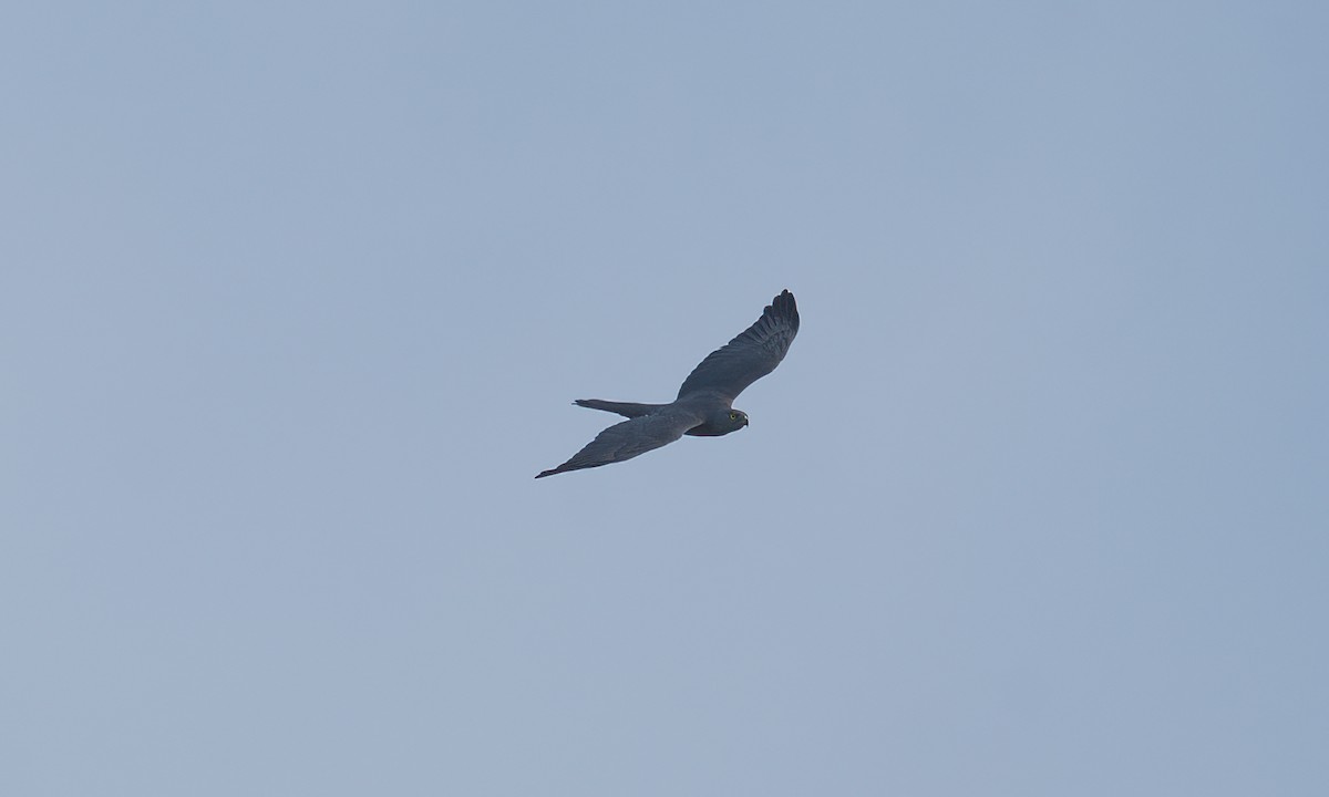 Brown Goshawk - ML624613555