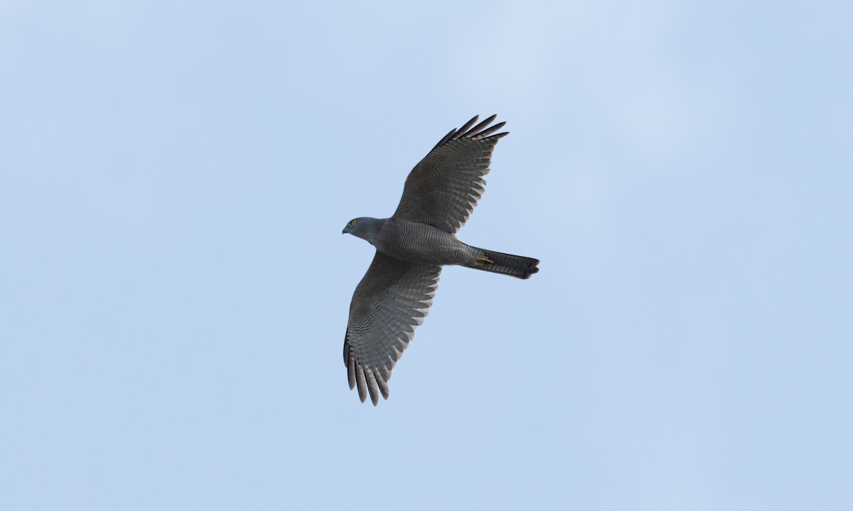 Brown Goshawk - ML624613556