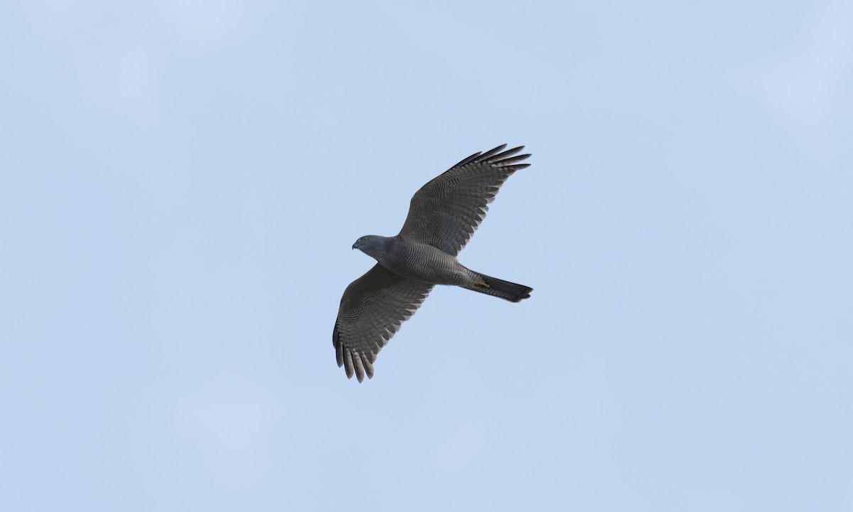Brown Goshawk - ML624613557