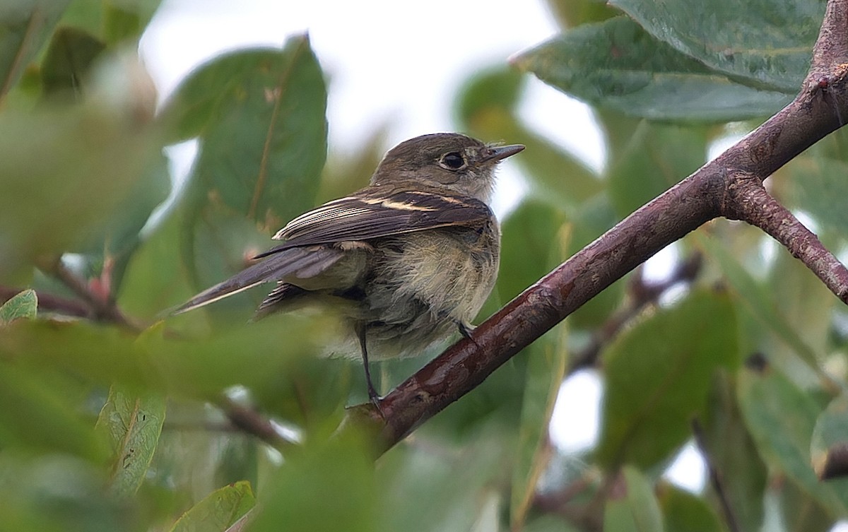 Least Flycatcher - ML624613699
