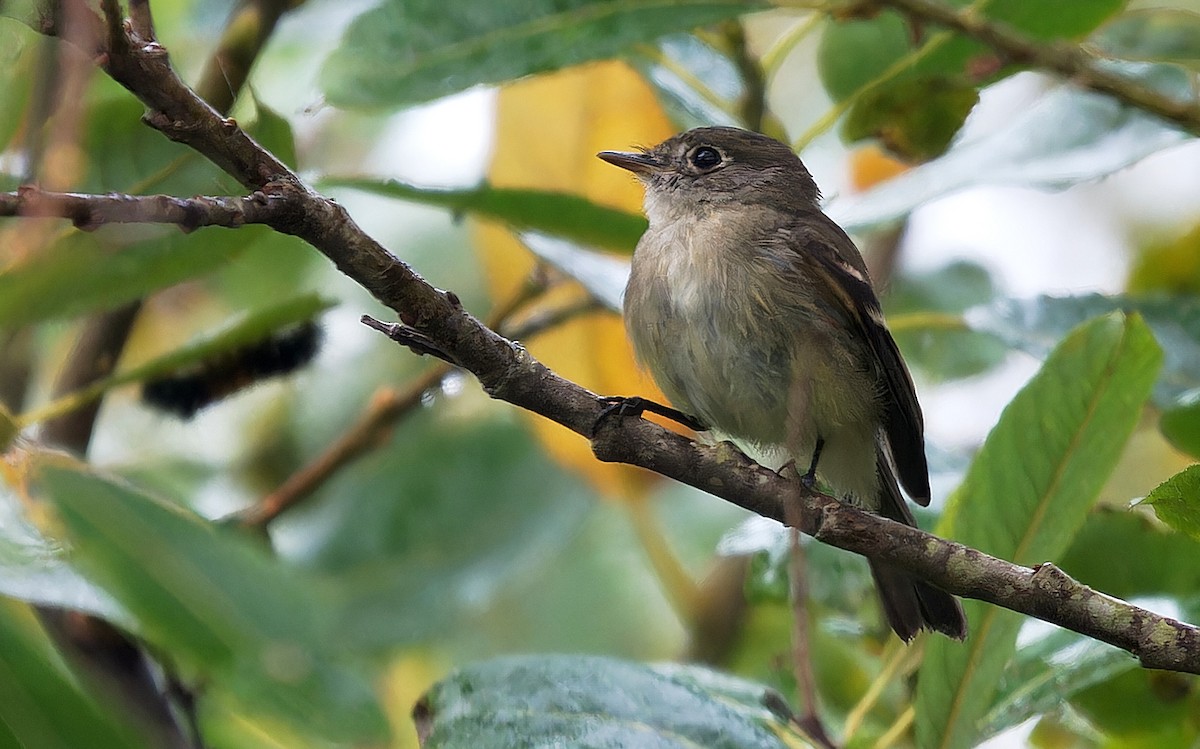 Least Flycatcher - ML624613700