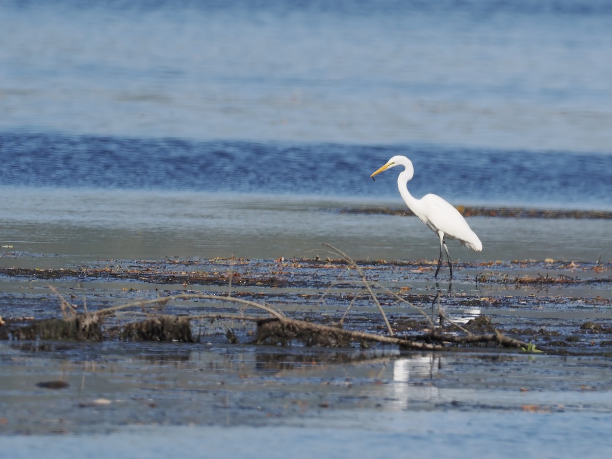 Great Egret - ML624613731