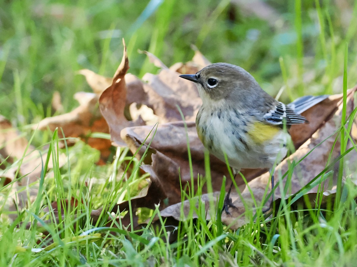 Yellow-rumped Warbler - ML624613751