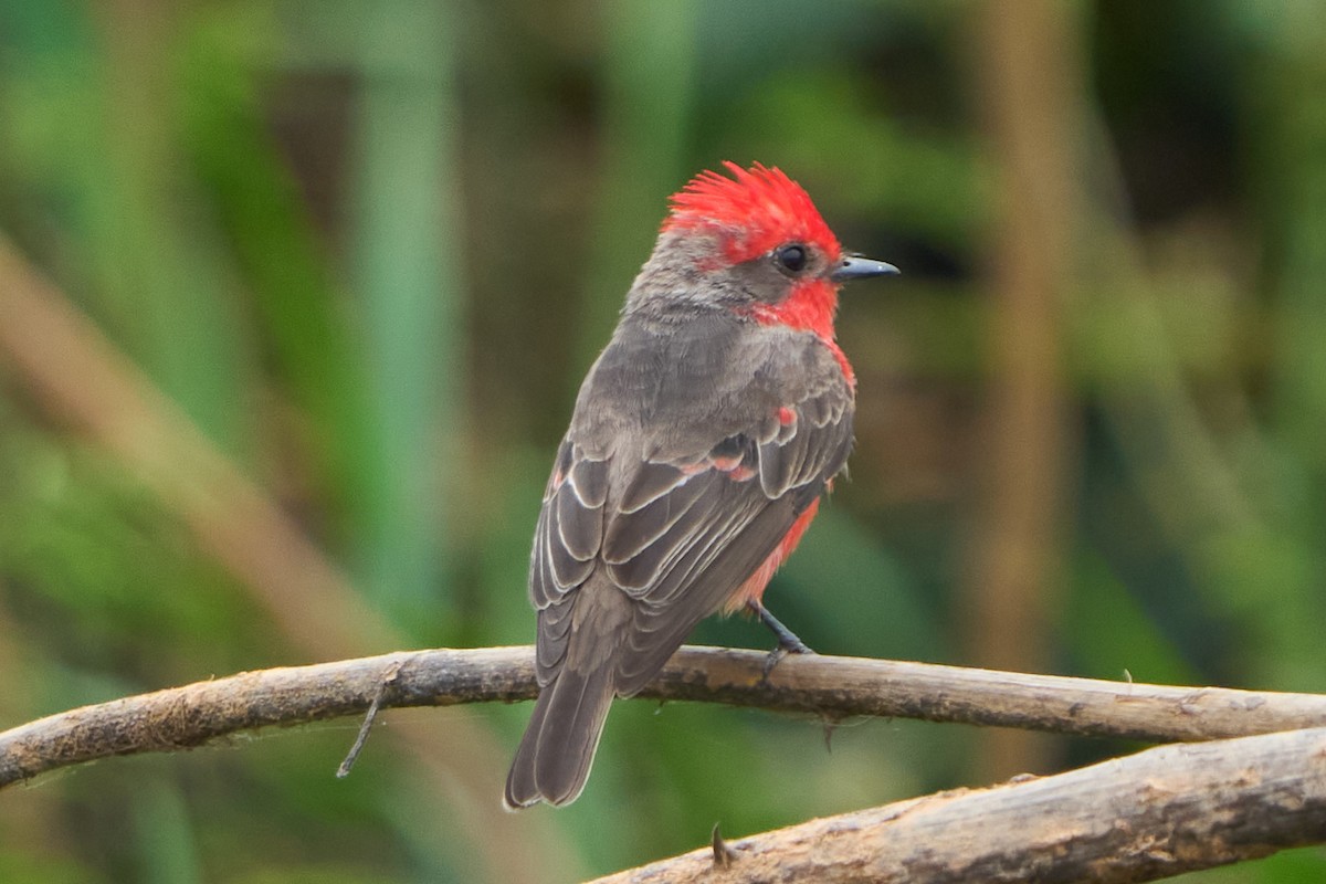 Vermilion Flycatcher (Austral) - ML624613765