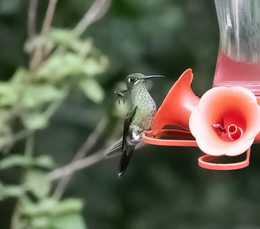 Many-spotted Hummingbird - ML624613838