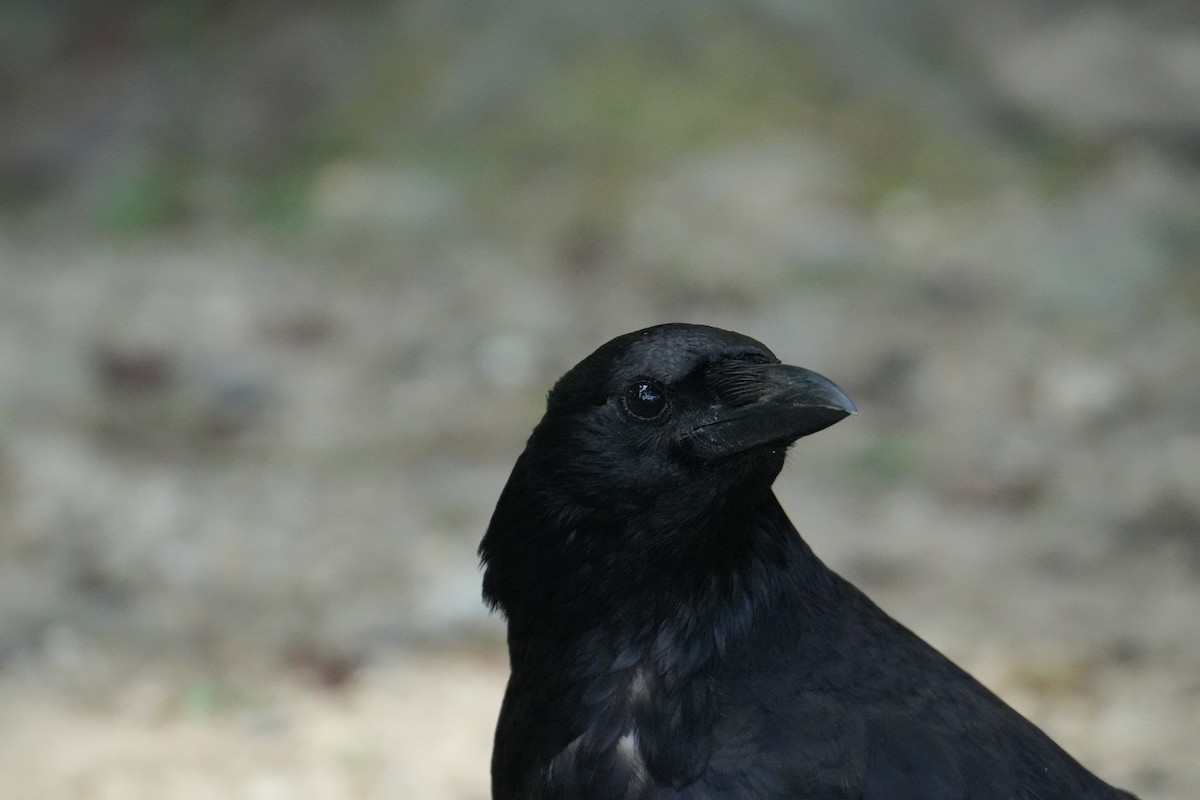 Carrion Crow - Christopher Wagner