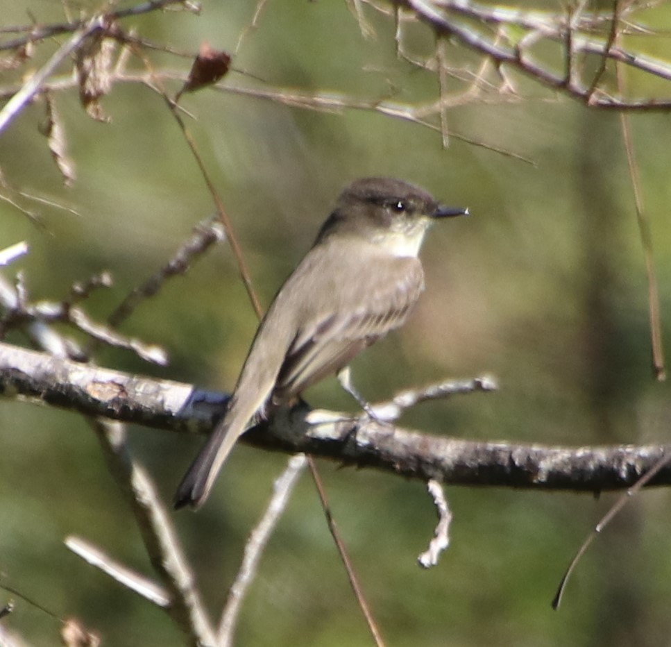 Eastern Phoebe - ML624614139