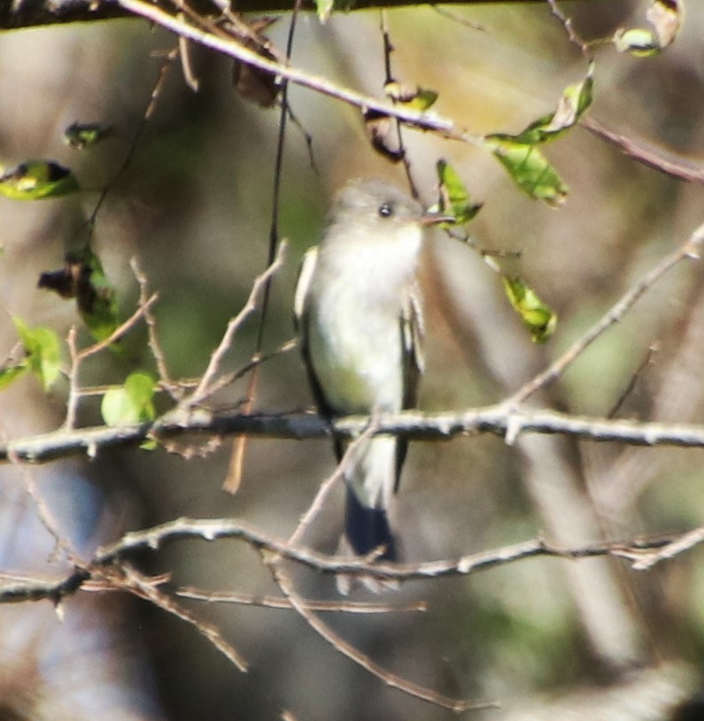 Eastern Wood-Pewee - ML624614150