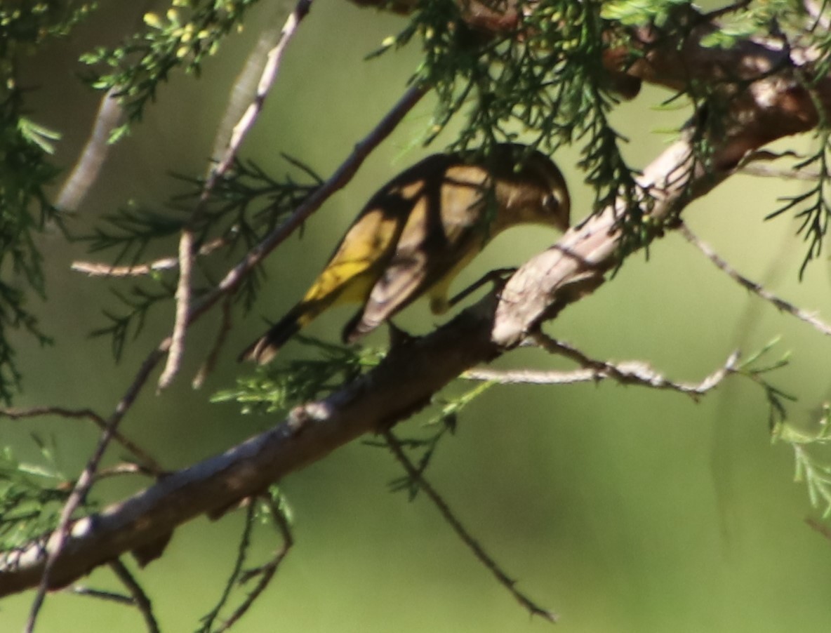 Palm Warbler - ML624614164