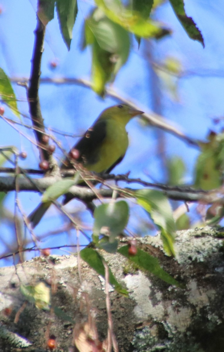 Scarlet Tanager - ML624614176