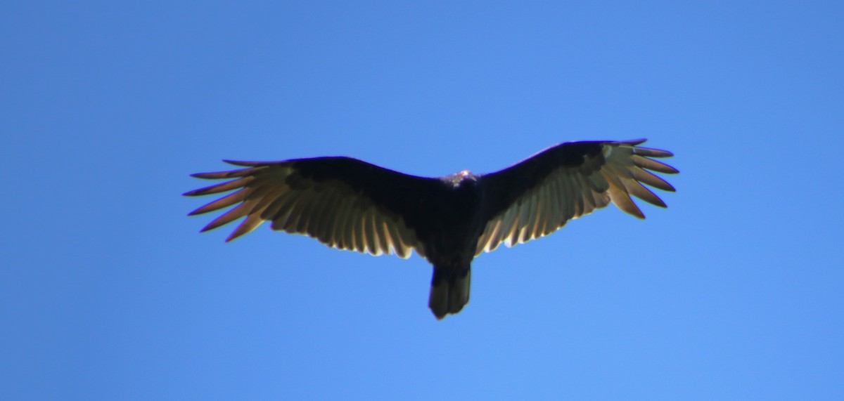 Turkey Vulture - ML624614258