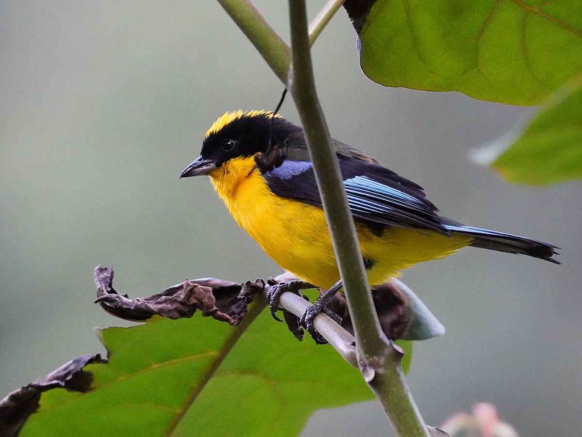 Blue-winged Mountain Tanager - ML624614364