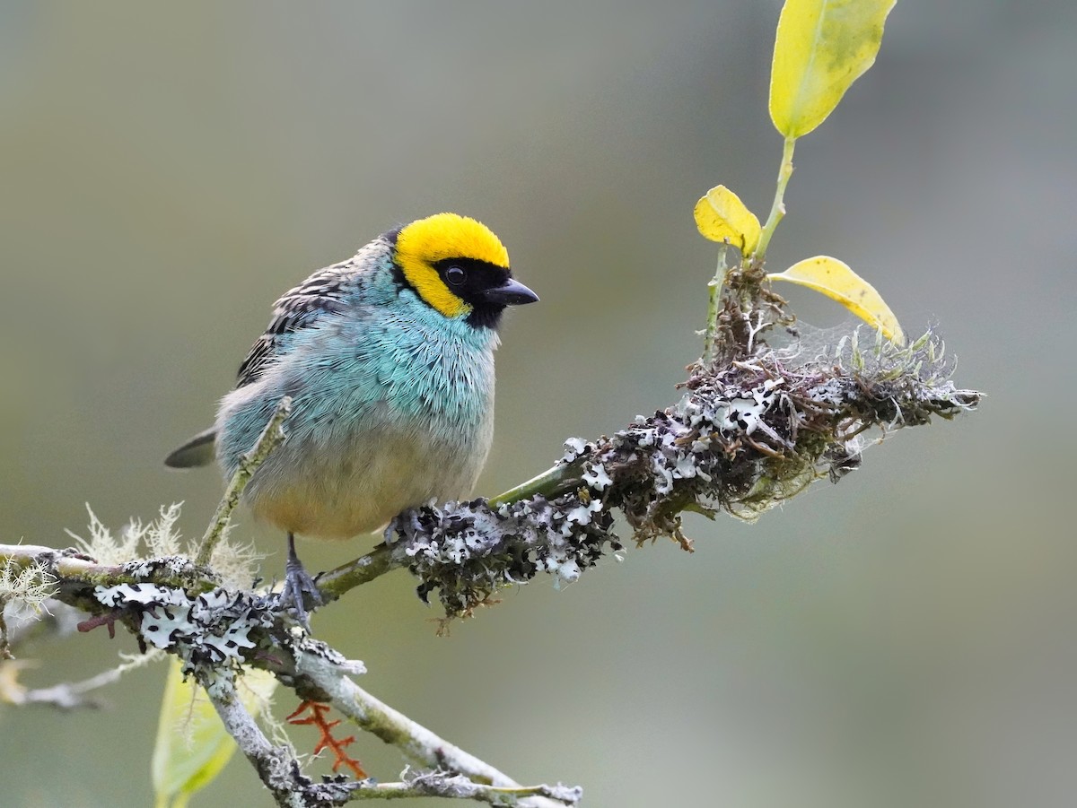 Saffron-crowned Tanager - ML624614375