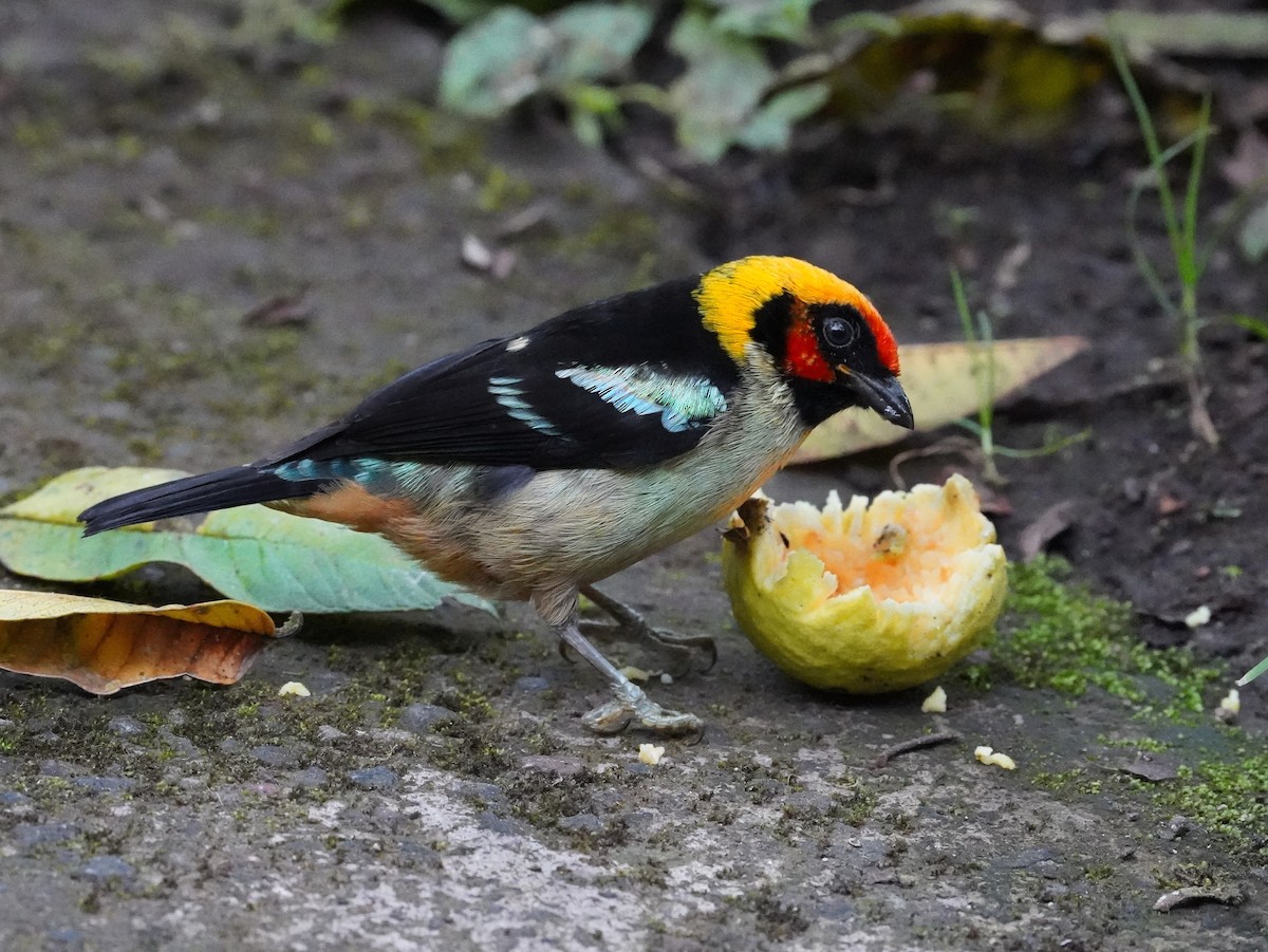 Flame-faced Tanager (Flame-faced) - ML624614386