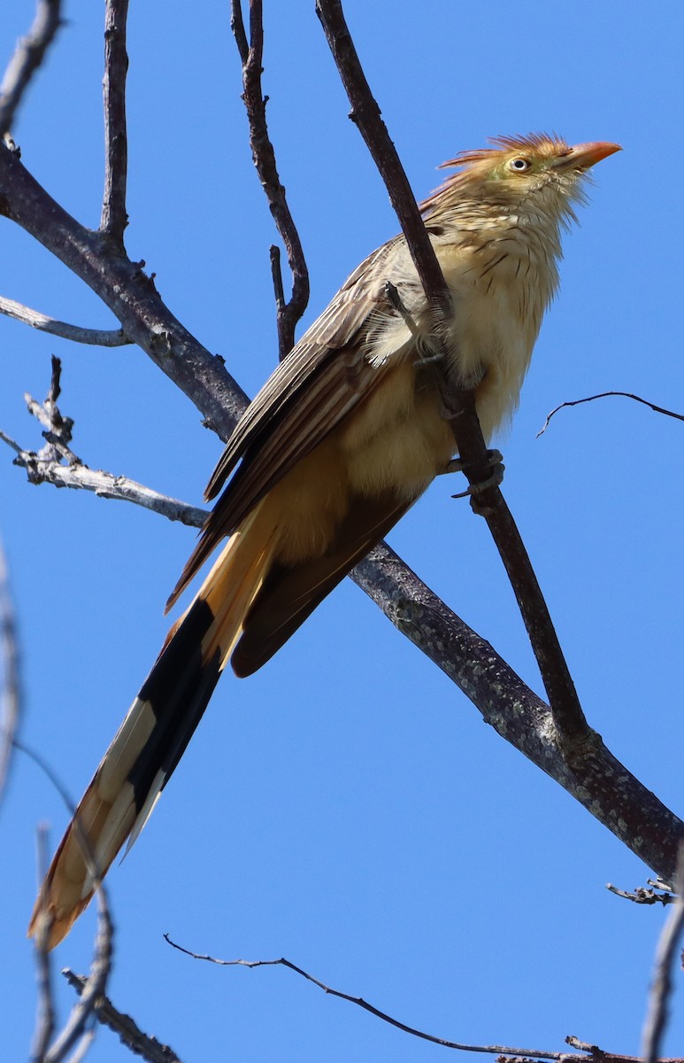 Guira Cuckoo - ML624614391