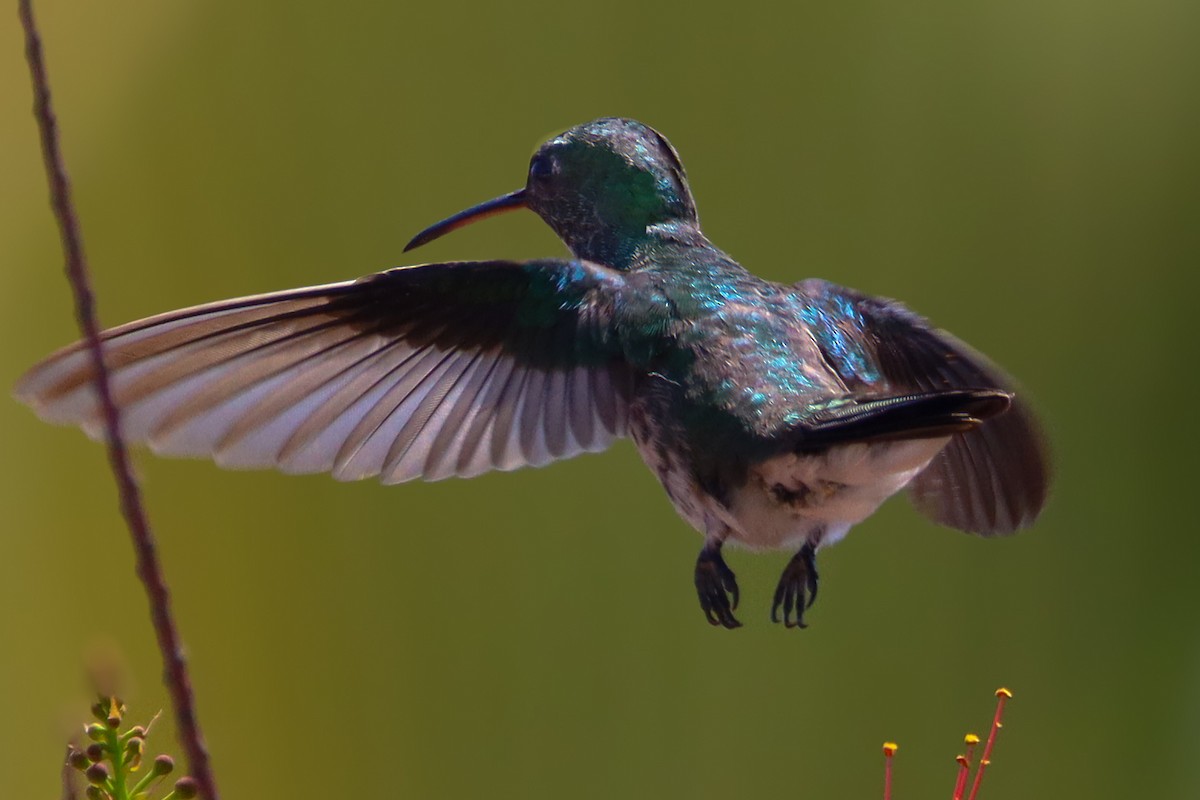 Plain-bellied Emerald - ML624614402