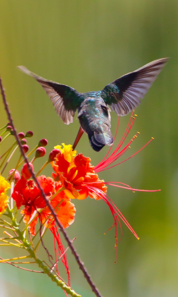 Plain-bellied Emerald - ML624614405