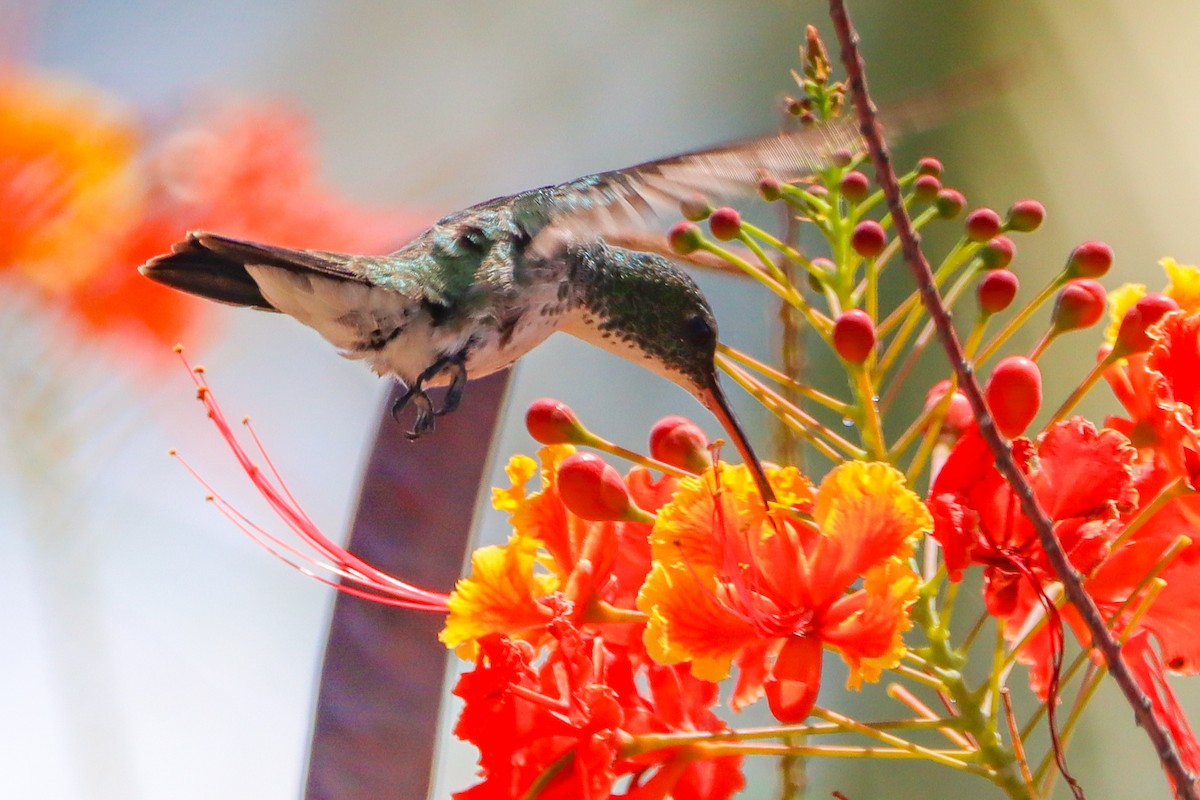 Plain-bellied Emerald - ML624614408