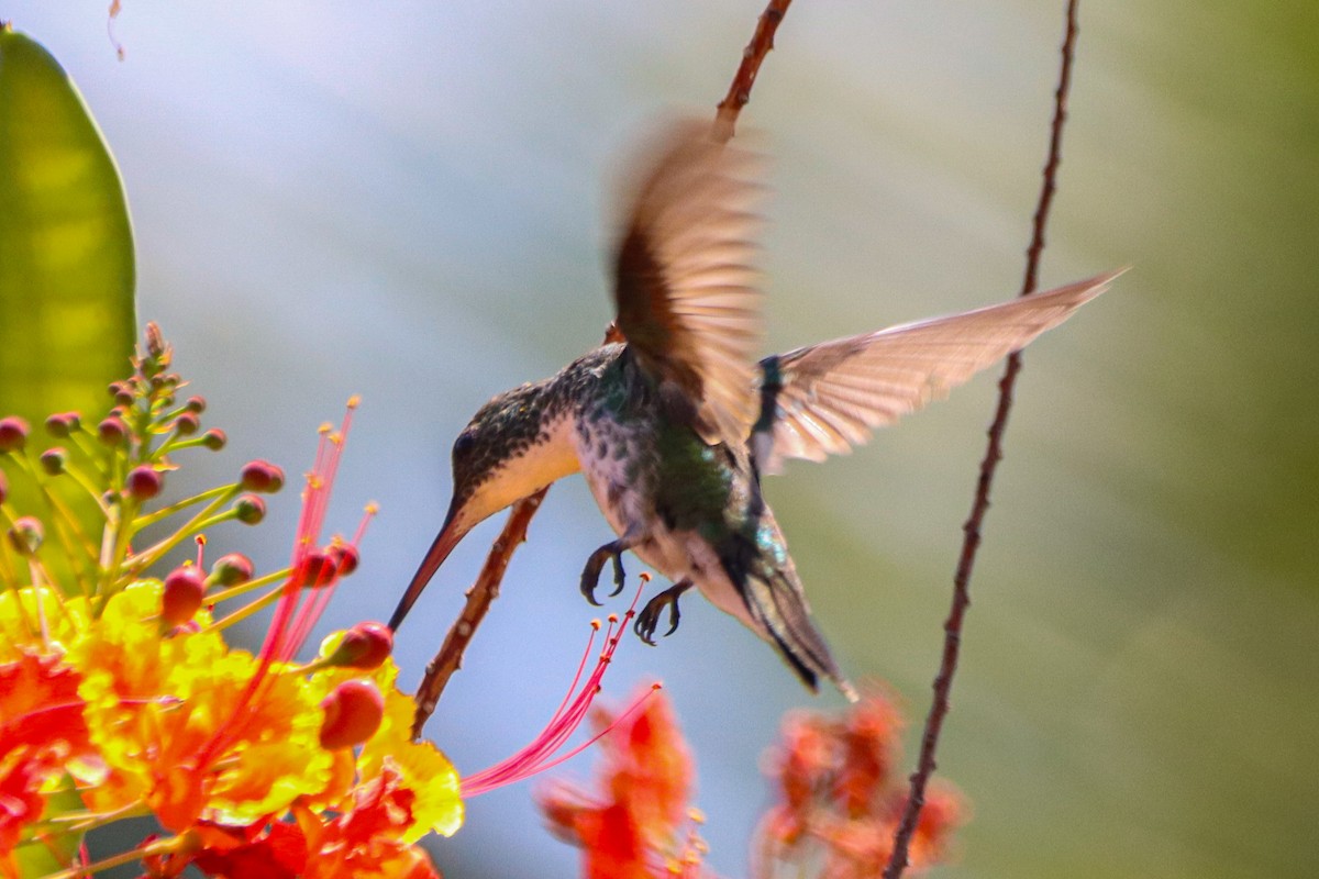 Plain-bellied Emerald - ML624614409