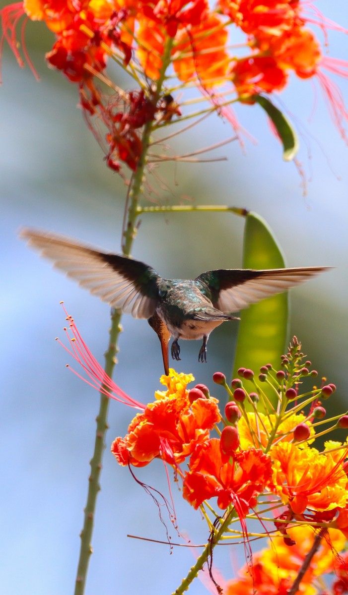 Plain-bellied Emerald - ML624614411