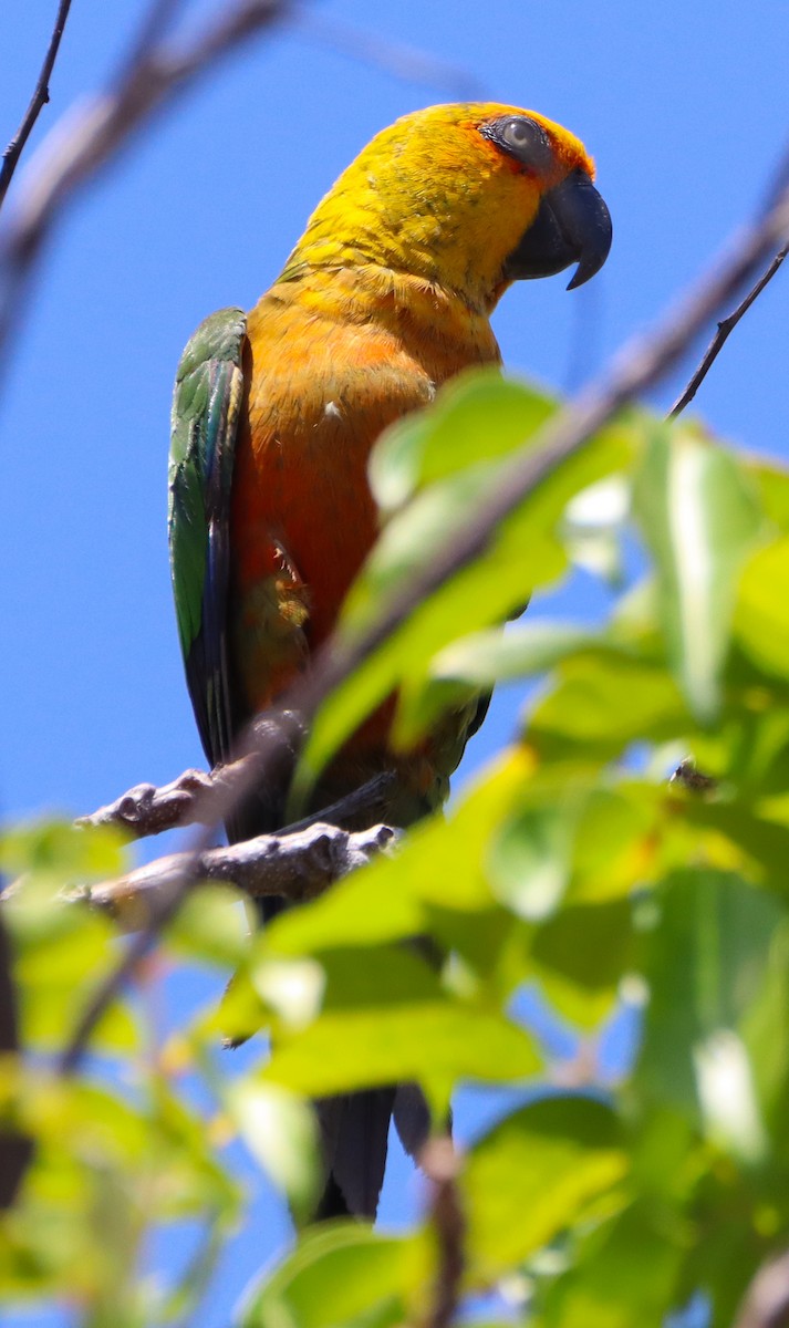 Jandaya Parakeet - ML624614433