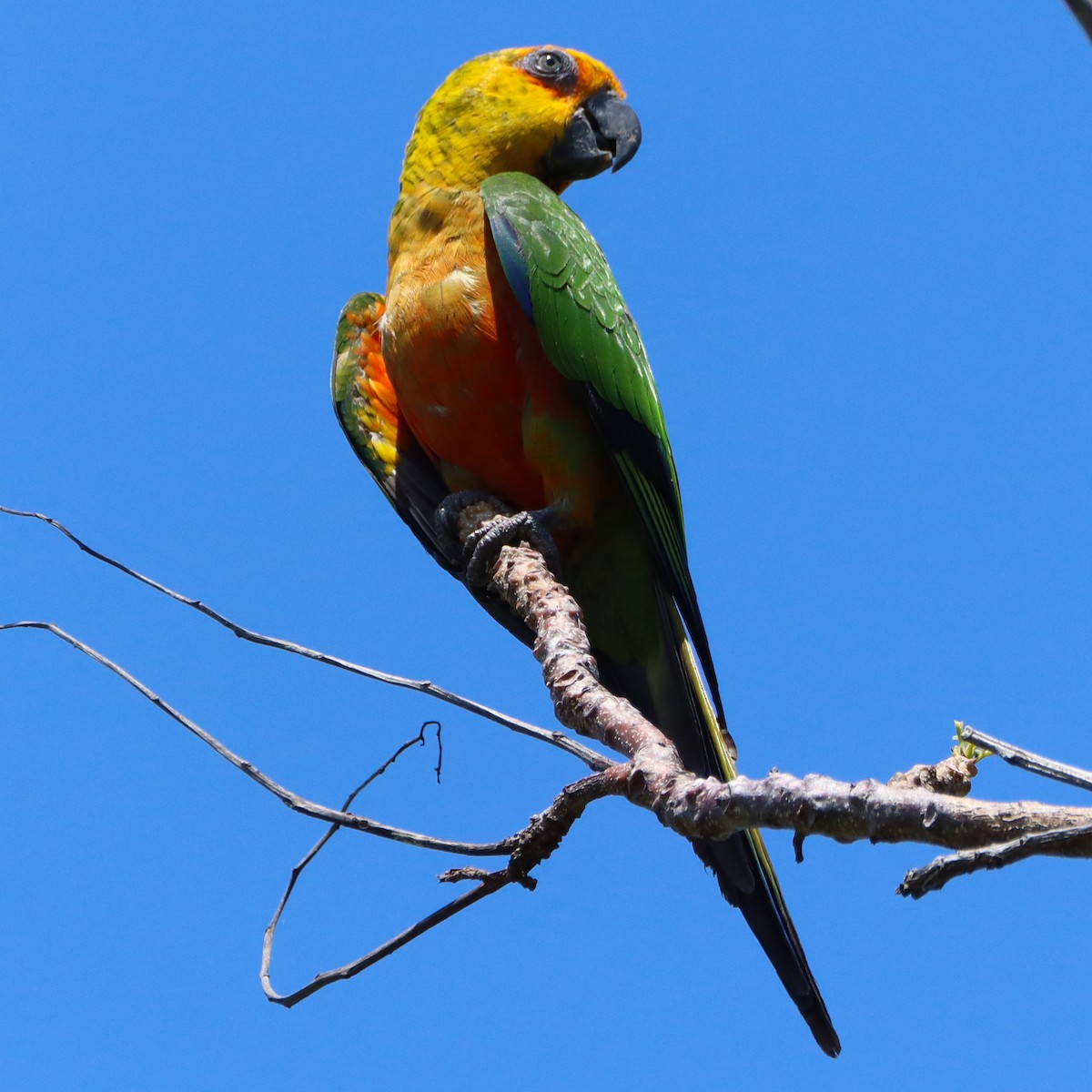 Jandaya Parakeet - ML624614434