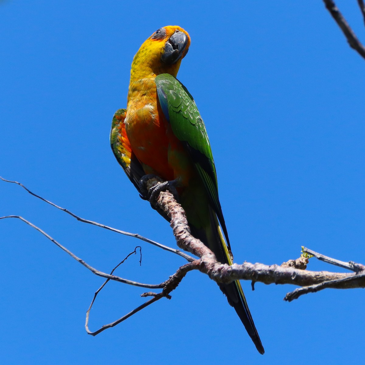 Jandaya Parakeet - ML624614438