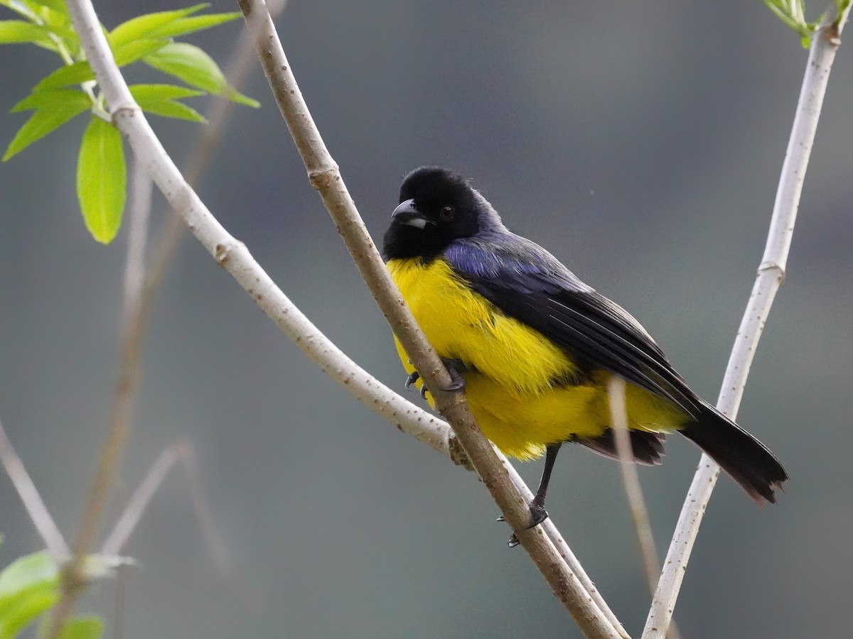 Hooded Mountain Tanager - ML624614517