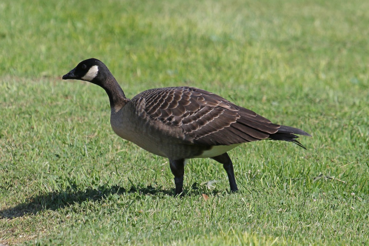 Canada Goose - ML624614863