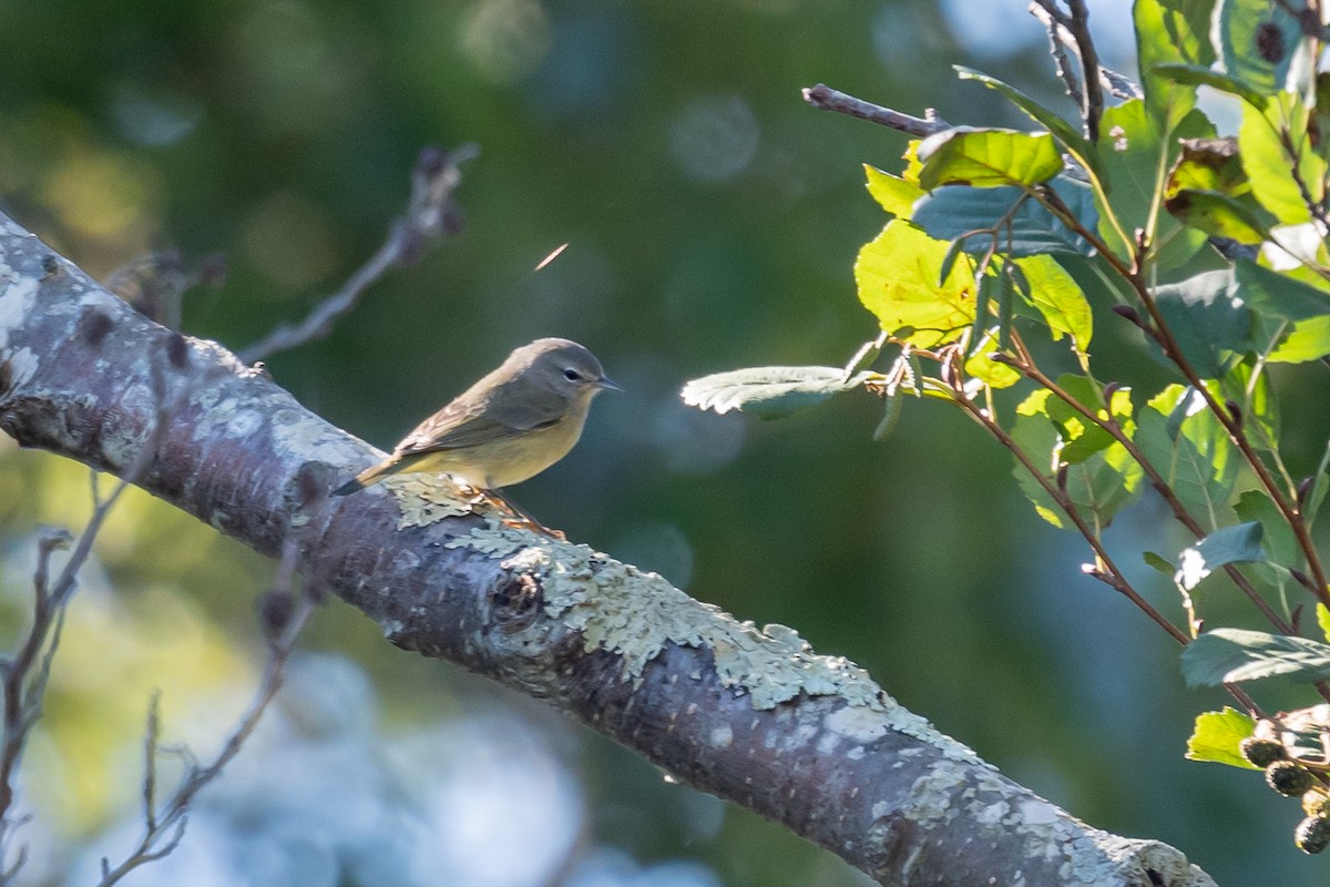 Orange-crowned Warbler - ML624615051