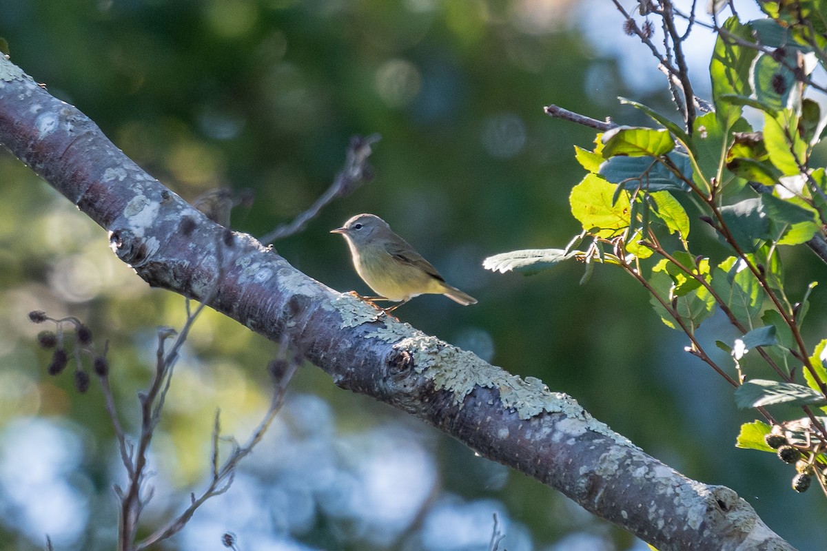 Orange-crowned Warbler - ML624615052