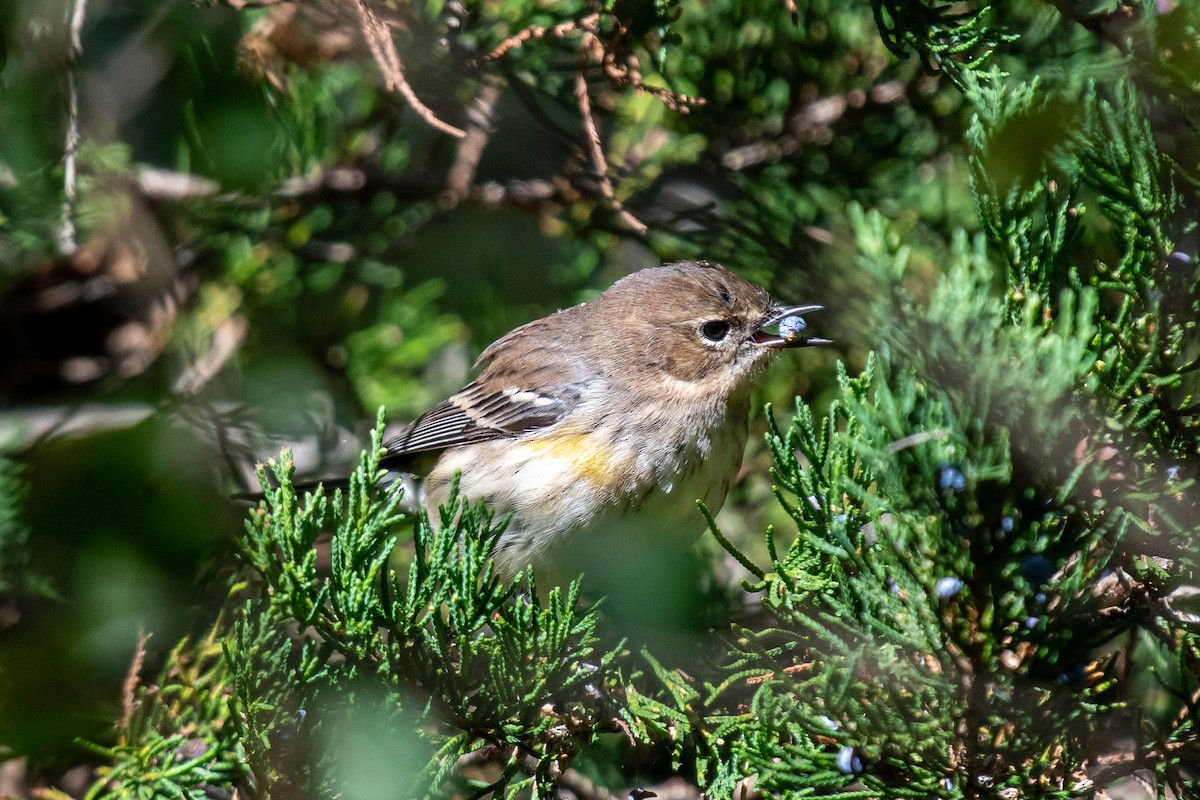 Yellow-rumped Warbler (Myrtle) - ML624615077