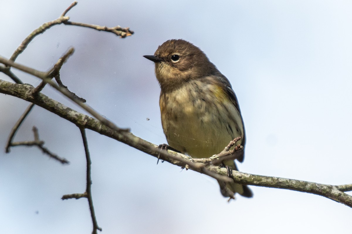 Yellow-rumped Warbler (Myrtle) - ML624615078