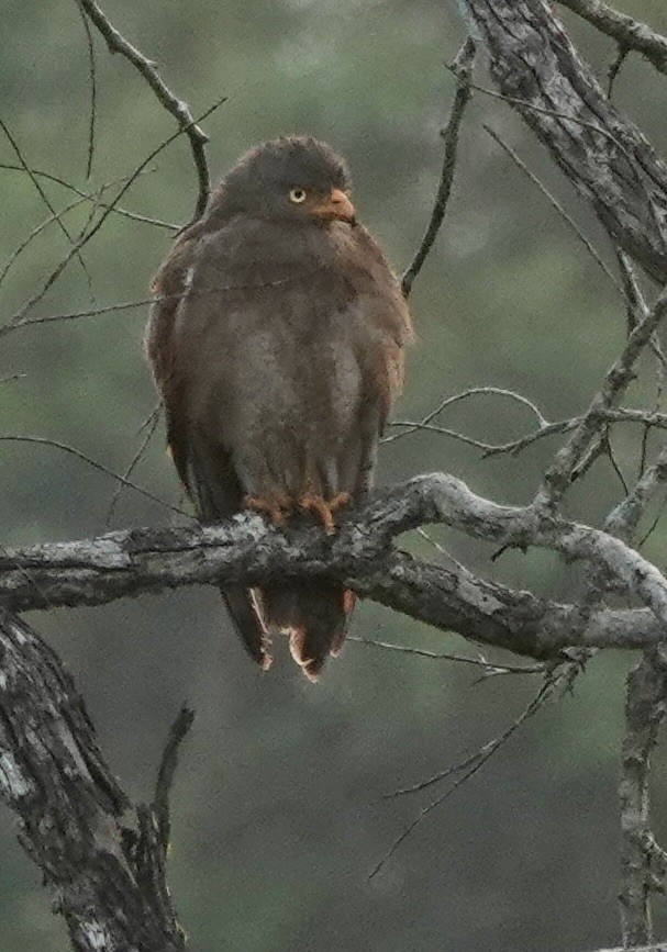 Rufous-winged Buzzard - ML624615231