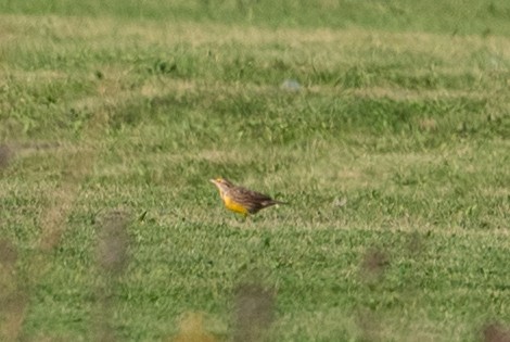 Eastern Meadowlark - ML624615364