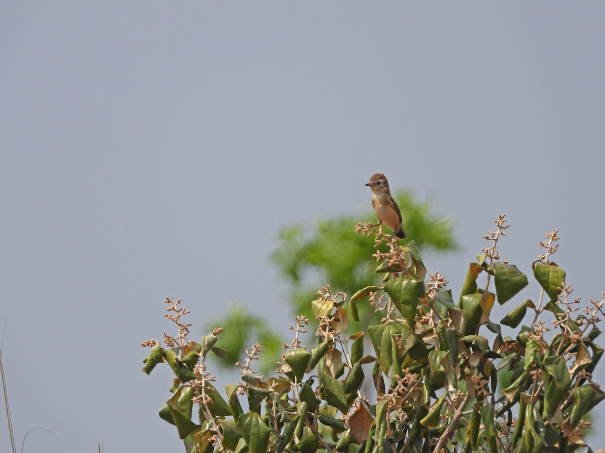 Cock-tailed Tyrant - ML624615460