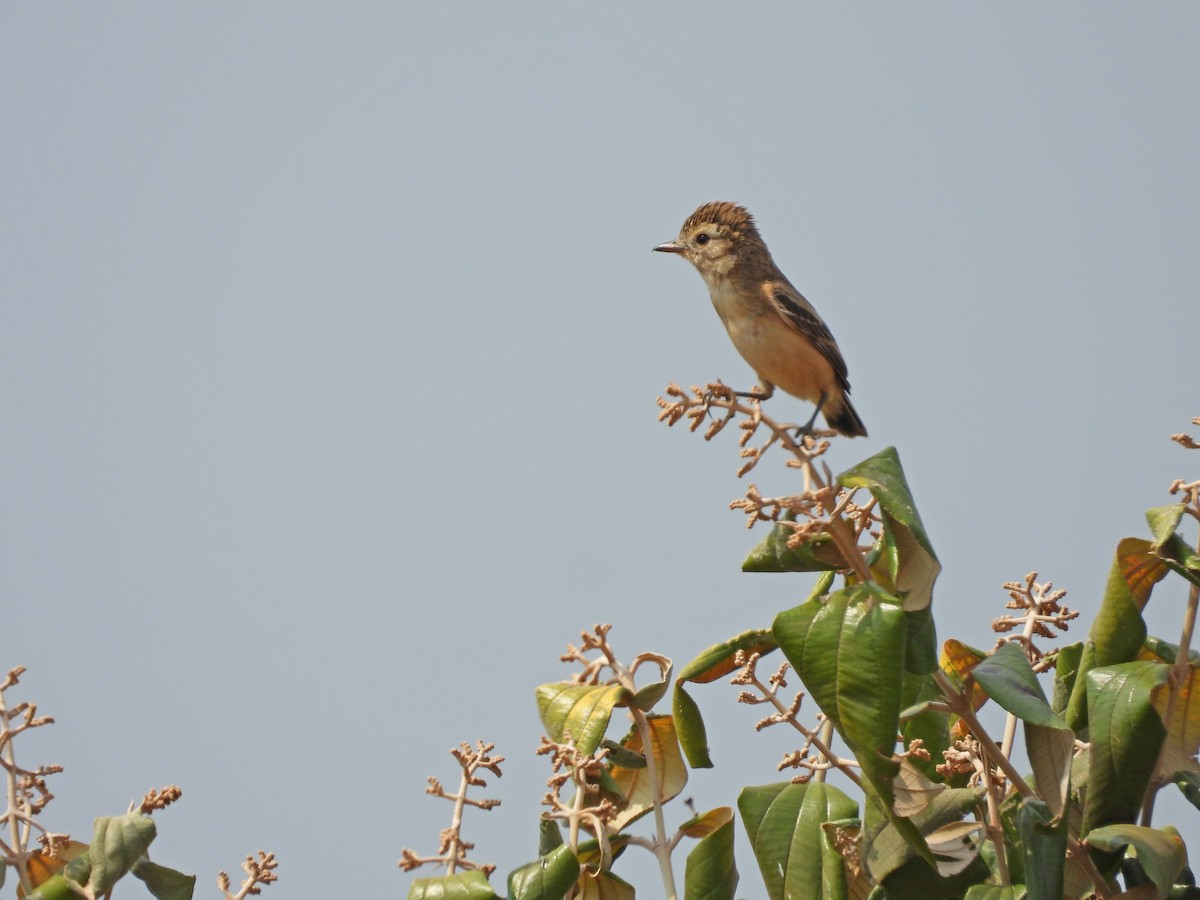 Cock-tailed Tyrant - ML624615461