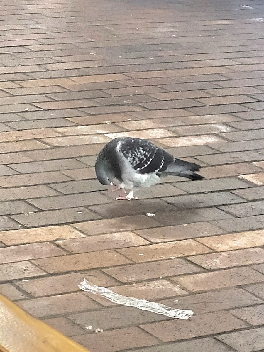 Rock Pigeon (Feral Pigeon) - ML624615482