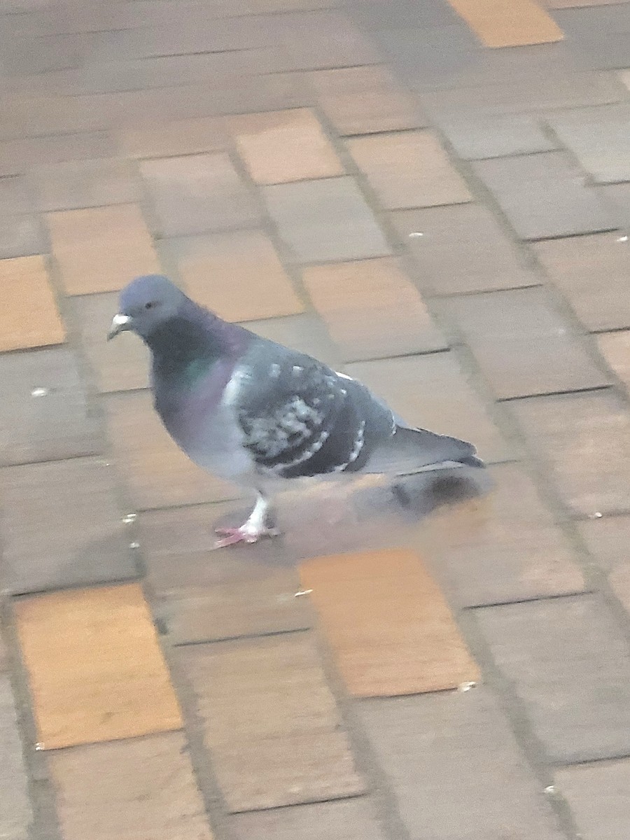 Rock Pigeon (Feral Pigeon) - ML624615483