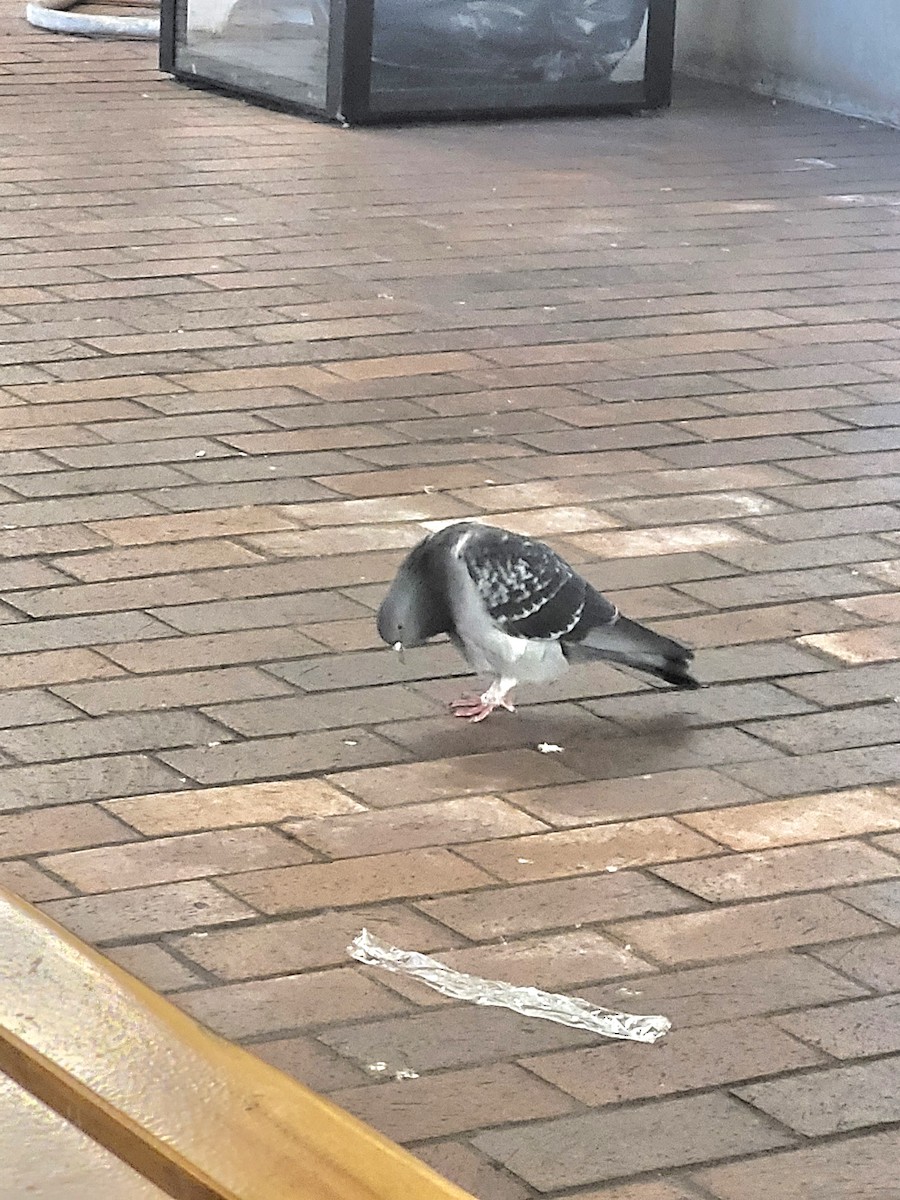 Rock Pigeon (Feral Pigeon) - ML624615484