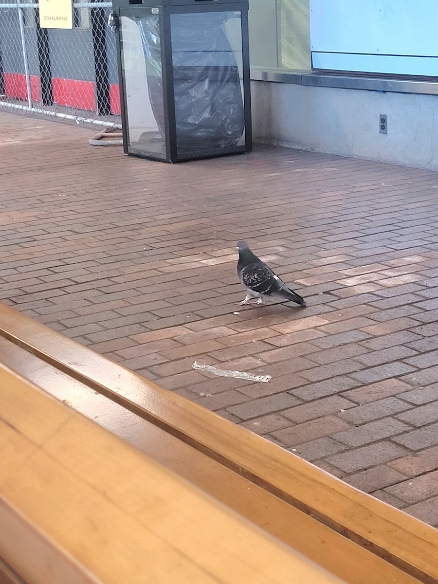 Rock Pigeon (Feral Pigeon) - Samuel Harris