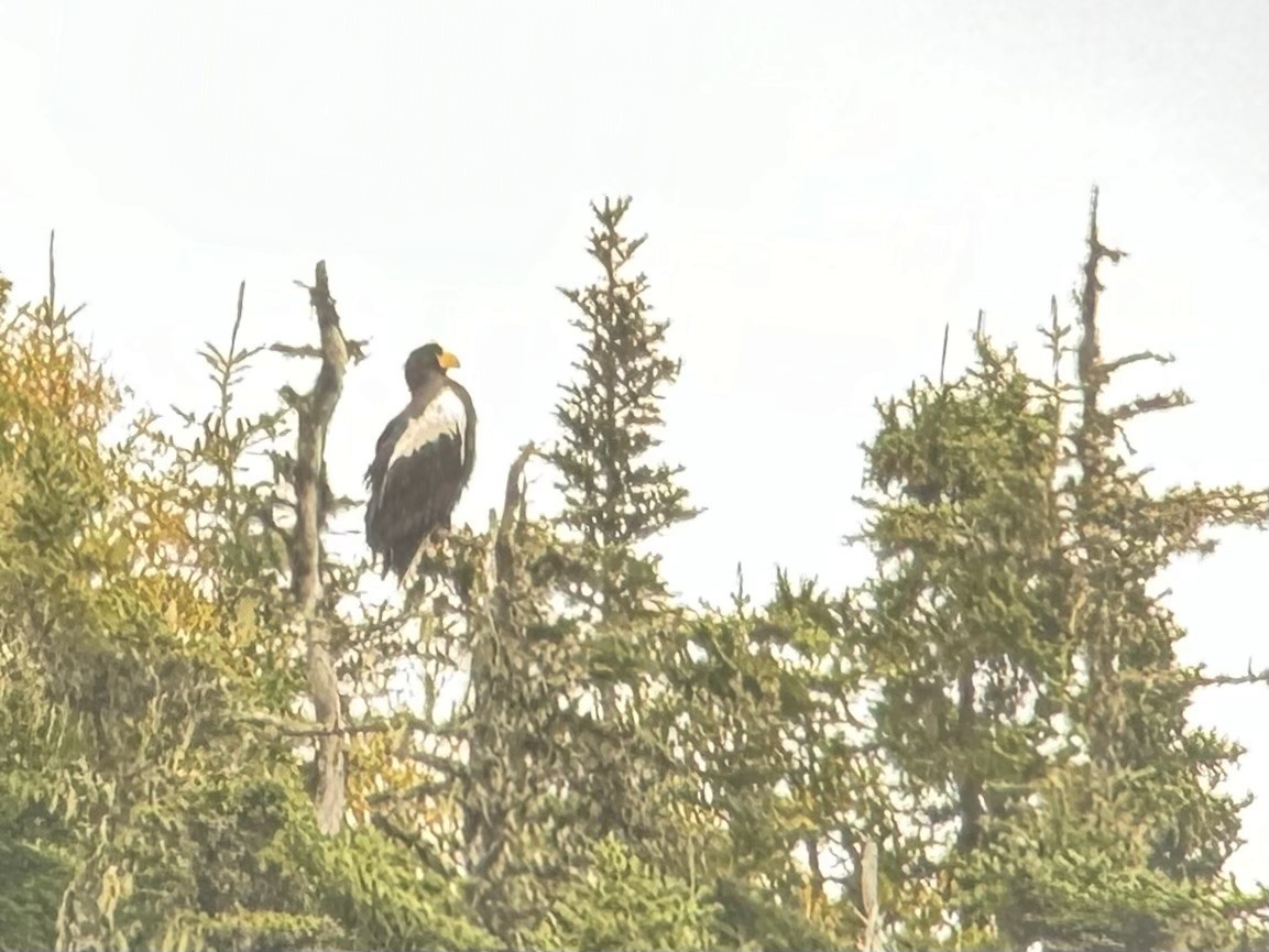 Steller's Sea-Eagle - ML624615516