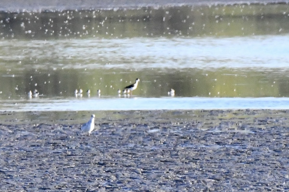 Black-necked Stilt - ML624615561