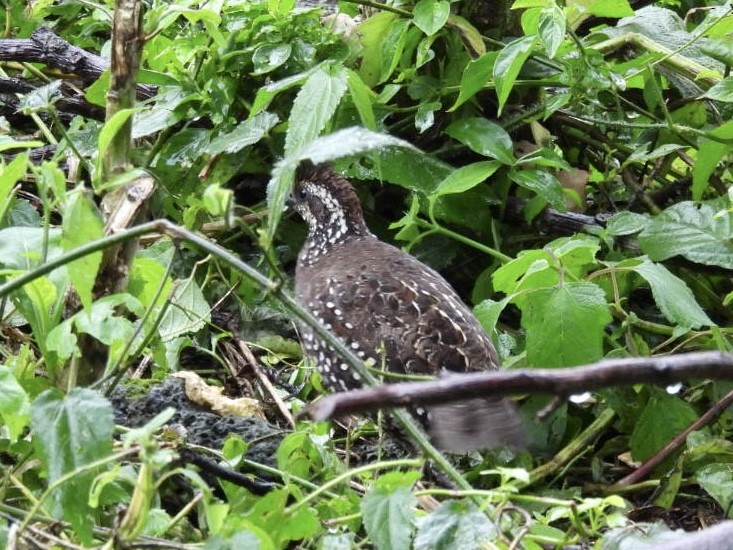 Spot-bellied Bobwhite - ML624615947