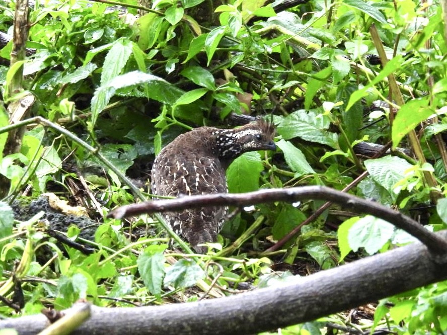 Spot-bellied Bobwhite - ML624615948