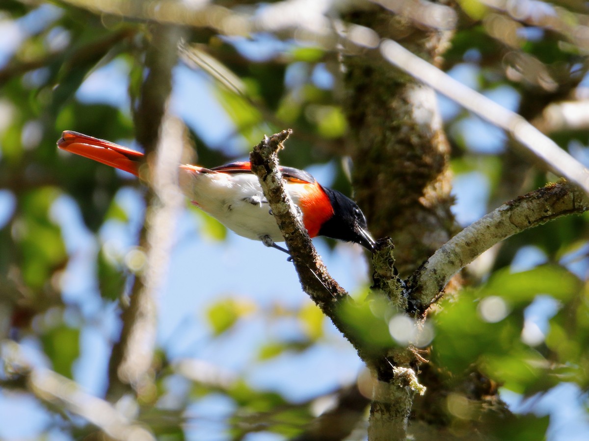 Flores Minivet - ML624615949