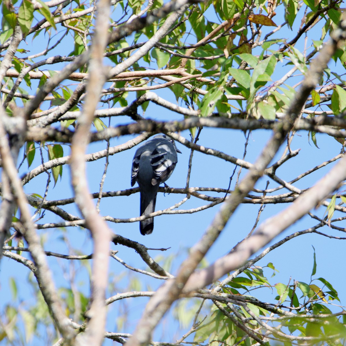 Wallacean Cuckooshrike - ML624615952